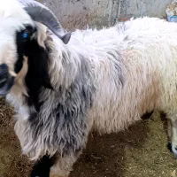 قوچ بذری جوان و اصیل