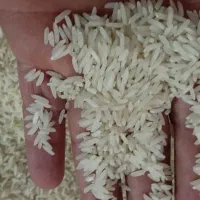 برنج طارم هاشمی  درجه یک