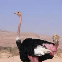 غذابرای شترمرغ پروتیین بالا