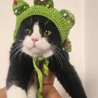 گربه تاکسیدو نر ۸ ماهه