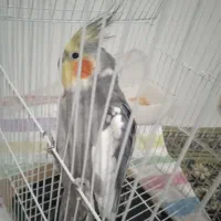 عروس هلندی نر