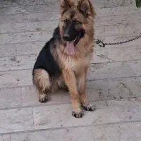 سگ ژرمن نر