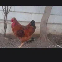 خروس سرخ محلی کاکلی