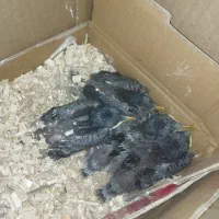 جوجه مینا افغانی اصلی چشم ستاره ای مناسب دست آموز