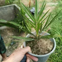 فونیکس نشایی گلدان سه و نیم