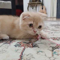پیشول خان