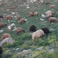 حیوان|حیوانات مزرعه|پاوه, |دیوار