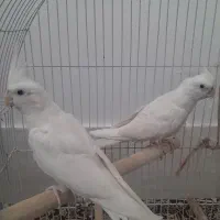 جفت عروس هلندی آلبینو