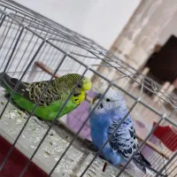 مرغ عشق