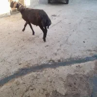 فروش بره قوچ قزل افشار