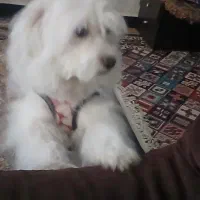 سگ شیتزو ماده