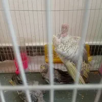 جوجه عروس هلندی
