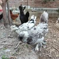 جوجه ی مینیاتوری پاپر