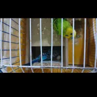 مرغ عشق نر و ماده سرحال بالغ
