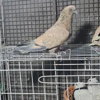 نروماده هندی یا کله ای