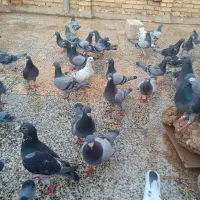 همه با هم