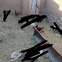 خروس 7ماهه