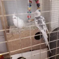 عروس هلندی جفت ودوتا جوجه