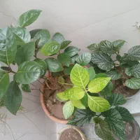 گل و گیاه ارگانیک خونگی قلعه تل