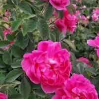 نهال گل محمدی (بصورت رایگان)