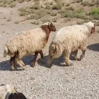 فروش بره پرواری گوشتی