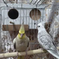 عروس هلندی و کوتوله برزیلی