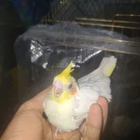 جوجه عروس هلندی