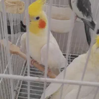 عروس هلندی