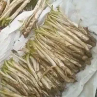 کنگر