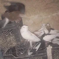 تعدادی کبوتر