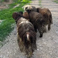 بره مست لری