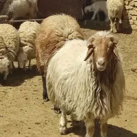 بره زنده