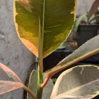 گل طبیعی وباکس فروش معاوضه