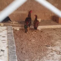 خروس و مرغ لاری اصیل افغان