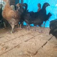 جوجه عربی دو ماه