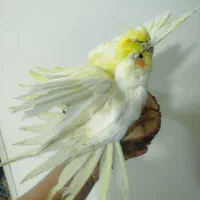 مجسمه عروس