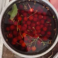 حواله سمندصفر