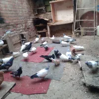 شادگان|پرنده|شادگان, |دیوار