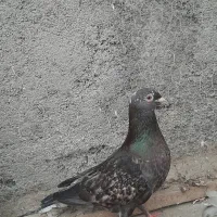 سار کفتر