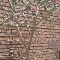 کاکتوس گل دار