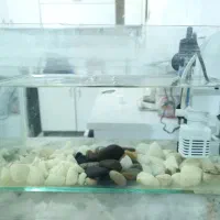 همچی باهم معاوضه دارم