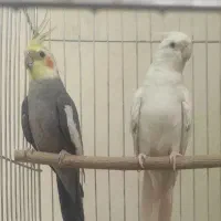 عروس معاوضه با سهره