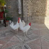 ۳تا خروس