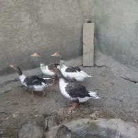 فروش 3عددغازجوان وچاق