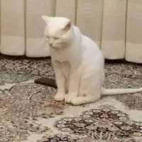 دو تا گربه جهت واگذاری
