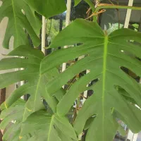 گل مانسترا رونده