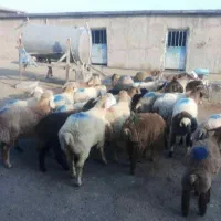 الو دام گوسفند زنده با ۲۰ سال سابقه در کرج