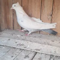 ماده دم سبز پرشی