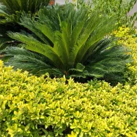 سیکاس|گل و گیاه طبیعی|فومن, |دیوار