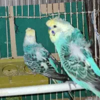 مرغ عشق پروانه ای و رینبو جفت قناری درجه۱